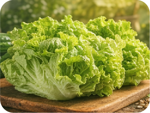 Crisp Lettuce