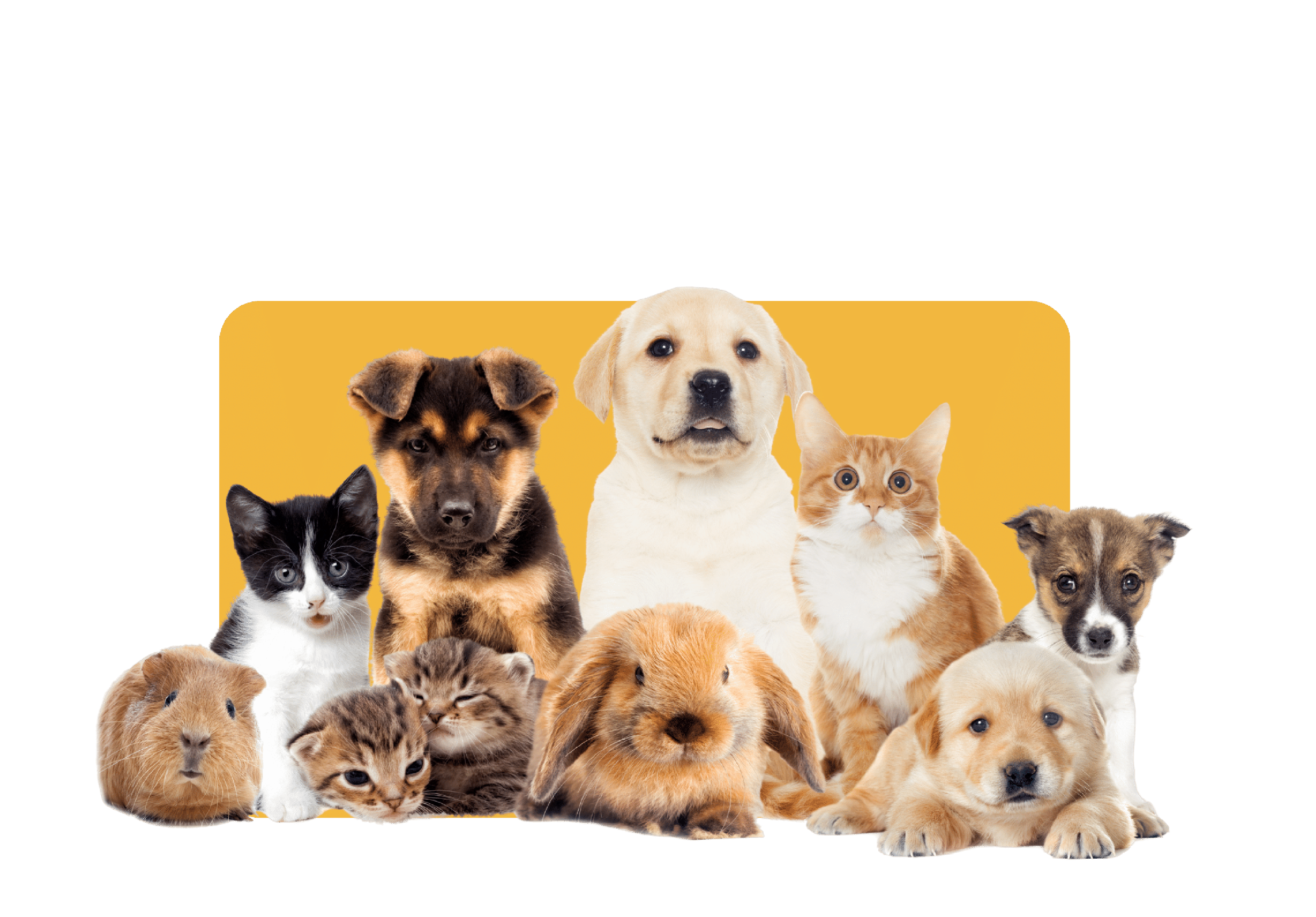 Pet Care