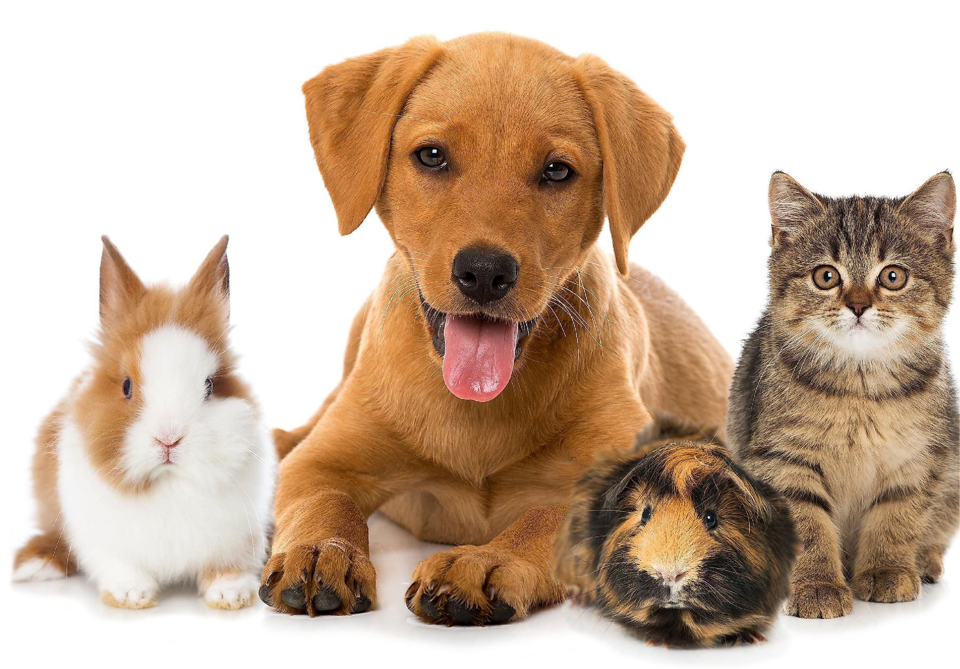 Pet Care